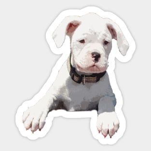 Adorable White Boxer Puppy Sticker